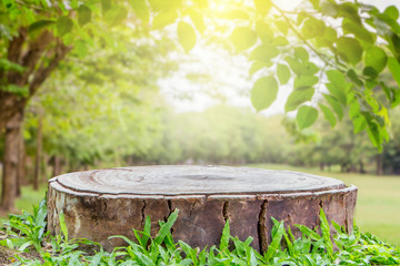 Stump empty for decorating your natural background.