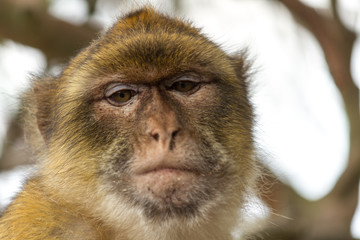 La bertuccia o scimmia di Barberia o magot è un mammifero primate appartenente alla famiglia Cercopithecidae.
E' la mascotte di Gibilterra.