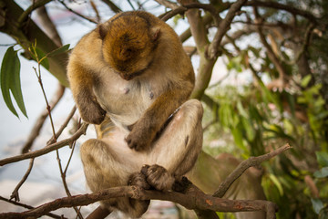 La bertuccia o scimmia di Barberia o magot è un mammifero primate appartenente alla famiglia...
