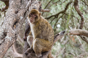 La bertuccia o scimmia di Barberia o magot è un mammifero primate appartenente alla famiglia...