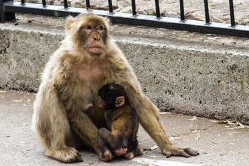 Obraz premium La bertuccia o scimmia di Barberia o magot è un mammifero primate appartenente alla famiglia Cercopithecidae. E' la mascotte di Gibilterra.