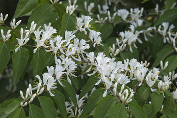 Amur Honeysuckle (Lonicera maackii). Called Bush Honeysuckle also