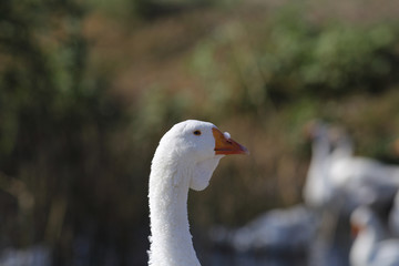Arrogant owner of goose flocks