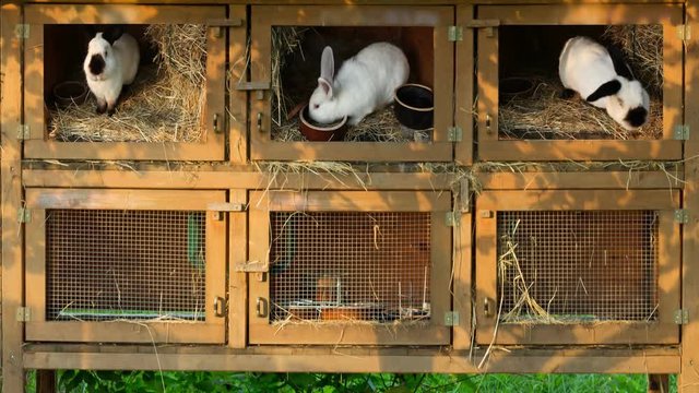 A group of young rabbits in the hutch