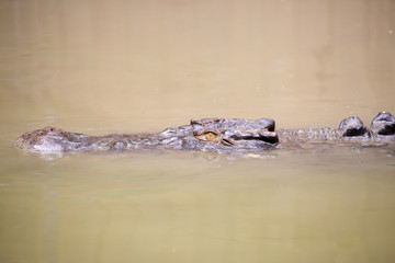 Crocodile Waits For Prey
