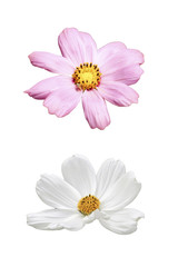 pink and white cosmos isolated on white