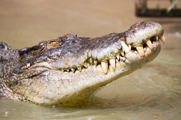 Fototapeta premium Crocodile Waits For Prey