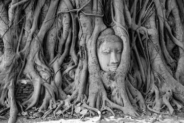 The Head of Buddha in Tree Roots at Wat Mahathat