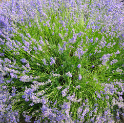 Obraz premium bush of blossoming lavender in the summer field