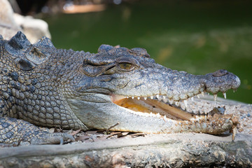 Crocodile Waits For Prey