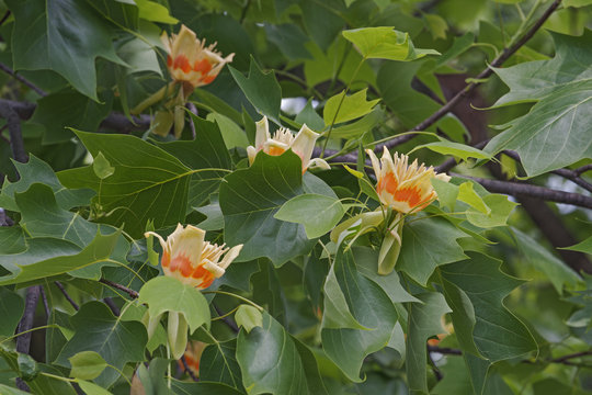 Tulip tree flowers (Liriodendron tulipifera). Called Tuliptree, American Tulip Tree, Tulip Poplar, Yellow Poplar, Whitewood and Fiddle-tree also. 
Symbol of Indiana, Kentucky and Tennessee