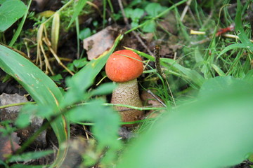 Грибы в лесу