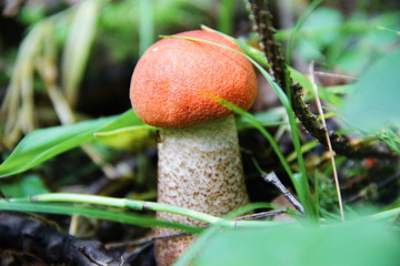 Грибы в лесу, подосиновик