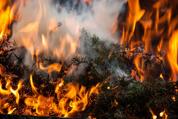 Dry twigs burning