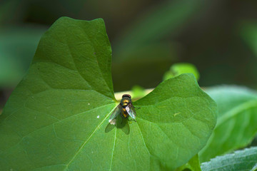Insect on green leaf macro photography