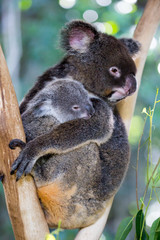 Koala and Joey