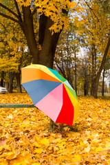Colorful umbrella lying on yellow leafs