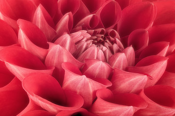 Red flower petals, close up and macro of chrysanthemum, beautiful abstract background