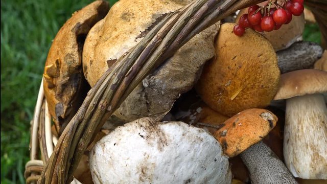 Moving look around the basket with mushrooms. UHD - 4K