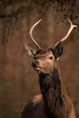 edelhert portret © pvdwal