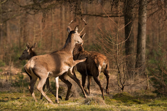 schoppend edelhert
