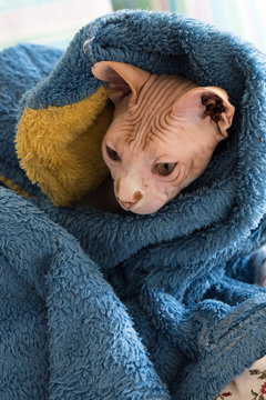 sphynx cat close up portrait looking at you. Bald cat sleeping in bed under a blanket