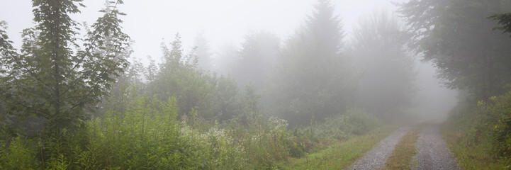 Nebel im Naturpark Schwarzwald, Baden-Württemberg, Deutschland, Europa