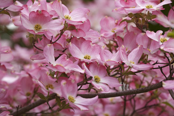Flowering Dogwood (Cornus florida). Called American Dogwood and Eastern Dogwood also. Symbol of North Carolina, West Virginia, Missouri and Virginia
