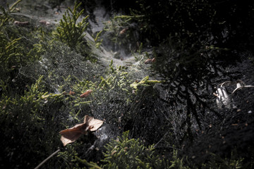 Cobwebs covering green bush with yellow leaves and forest garbage dark
