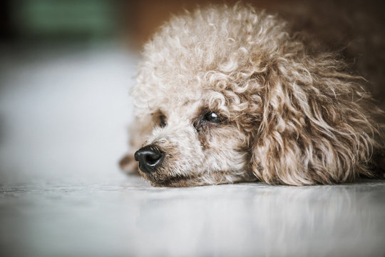 little poodle dog lay on the marble floor with high contrast tone