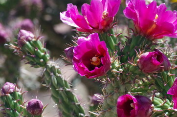 Cactus Blossoming