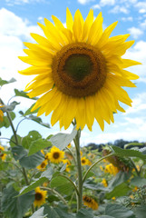 Sonnenblume im Feld vor blauem Himmel