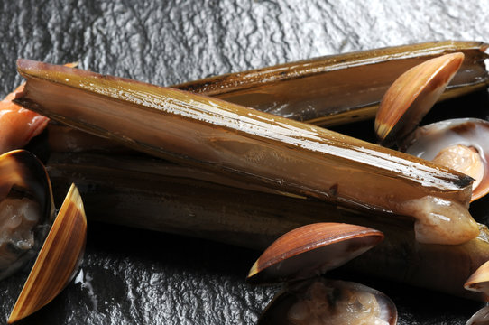 Solen marginatus Grooved Razor Shell