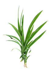 Fresh Pandan leaves on white background