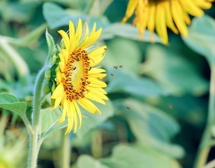 Sunflower / View of sunflower in the morning.