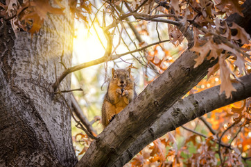 The squirrel sits on a tree and holds in paws nut.