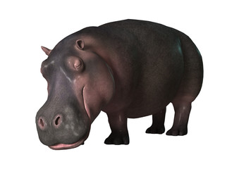 3D Rendering Hippopotamus on White