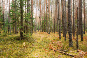 Fototapeta premium Path, pathway, way in wild autumn coniferous forest reserve. Nature