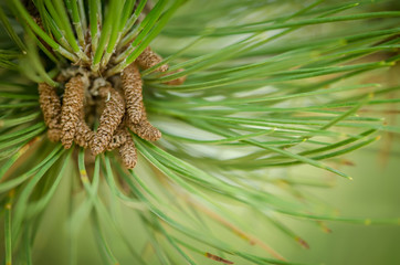 Macro of buds group on pine twig at spring