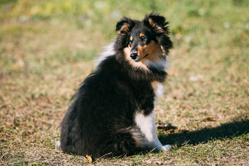The Shetland Sheepdog, Sheltie, Collie Puppy Outdoor