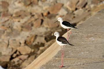 black winged stilt