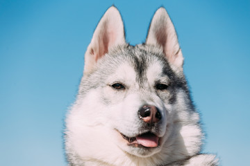 Close Up Of Young Funny Gray Husky Puppy Dog