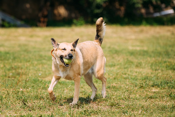 Medium Size Short-Haired Mongrel Yellow Adult Dog With Small Bal