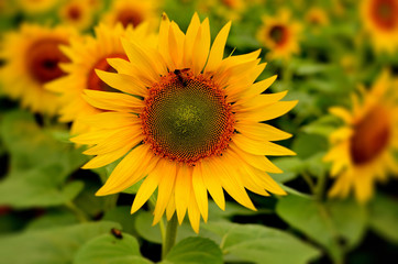 Obraz premium Sunflowers