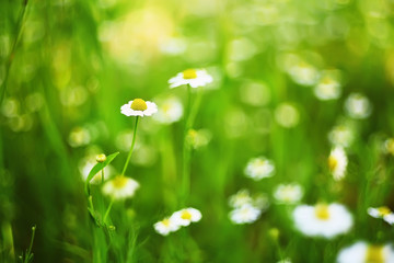 art photo. Daisy field in the meadow, in the background a lot of blurry images of daisies. Gentle solncheny light, bokeh, warm light,
