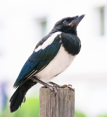 The close view of the nestling of magpie on wooden fence. Close up of outdoors portrait.