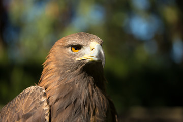 Close Up Eagle Haliaeetus Albicilla. Wild Bird