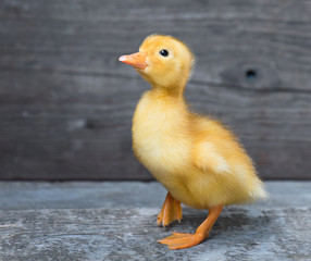 Cute little newborn fluffy duck standing on wood. Newly hatched duckling on a chicken farm.