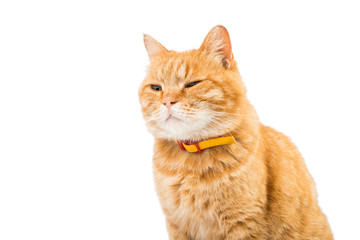 Red domestic cat looking up