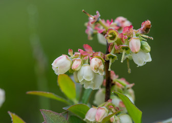 Obraz premium Blueberry Flowers in Spring Morning